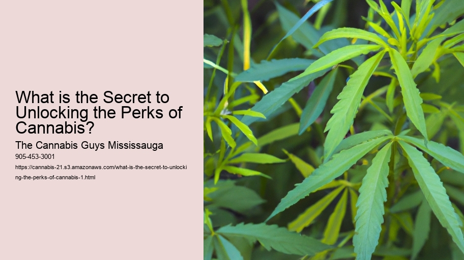 What is the Secret to Unlocking the Perks of Cannabis?